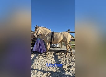 PRE, Stute, 2 Jahre, 165 cm, Perlino