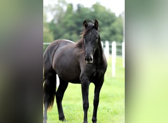 PRE Mix, Stute, 2 Jahre, 165 cm, Rappe