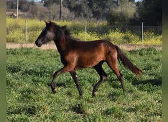 PRE, Stute, 2 Jahre, 165 cm, Rappe