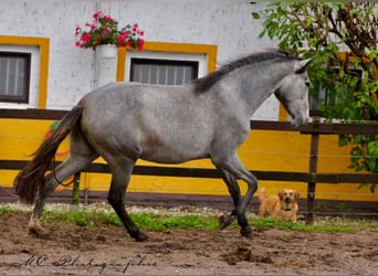 PRE, Stute, 2 Jahre, 165 cm, Schimmel