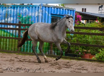 PRE, Stute, 2 Jahre, 165 cm, Schimmel