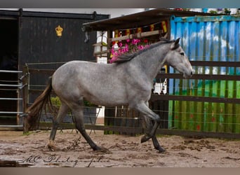 PRE, Stute, 2 Jahre, 165 cm, Schimmel
