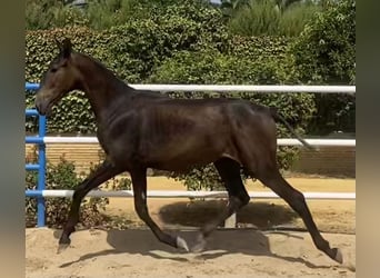PRE Mix, Stute, 2 Jahre, 165 cm, Schimmel