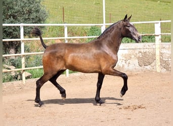 PRE Mix, Stute, 2 Jahre, 165 cm, Schimmel