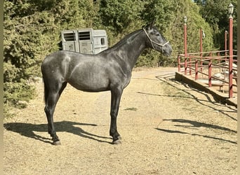 PRE Mix, Stute, 2 Jahre, 165 cm, Schimmel