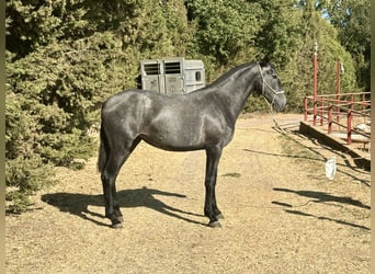 PRE Mix, Stute, 2 Jahre, 165 cm, Schimmel