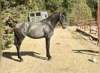 PRE Mix, Stute, 2 Jahre, 165 cm, Schimmel