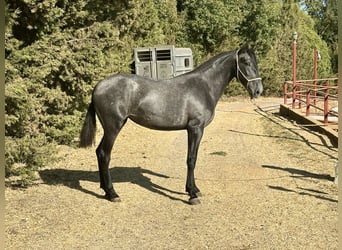 PRE Mix, Stute, 2 Jahre, 165 cm, Schimmel