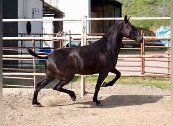 PRE Mix, Stute, 2 Jahre, 166 cm, Rappe