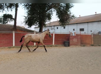 PRE, Stute, 2 Jahre, 167 cm, Falbe