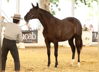 PRE Mix, Stute, 2 Jahre, 170 cm, Rappe