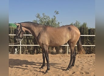 PRE Mix, Stute, 2 Jahre, 172 cm, Schimmel