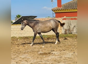 PRE, Stute, 2 Jahre, Apfelschimmel