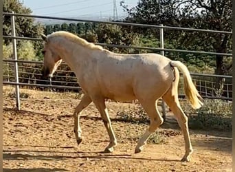 PRE Mix, Stute, 2 Jahre, Palomino