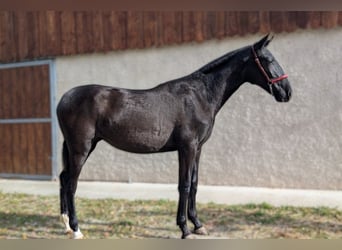 PRE, Stute, 2 Jahre, Rappe