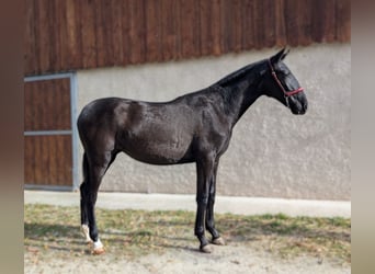 PRE, Stute, 2 Jahre, Rappe