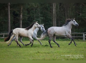 PRE Mix, Stute, 3 Jahre, 149 cm, Falbe