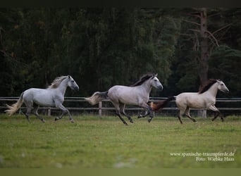 PRE Mix, Stute, 3 Jahre, 149 cm, Falbe