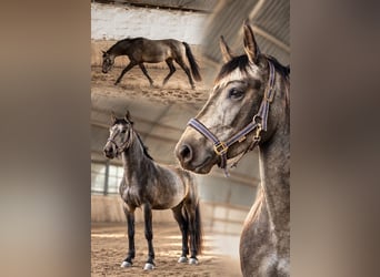 PRE Mix, Stute, 3 Jahre, 150 cm, Buckskin