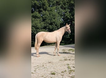PRE Mix, Stute, 3 Jahre, 152 cm, Palomino