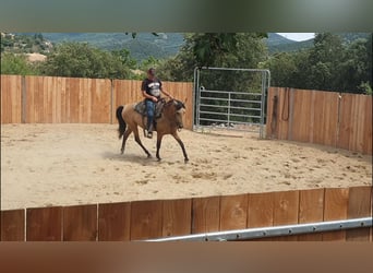 PRE Mix, Stute, 3 Jahre, 153 cm, Buckskin