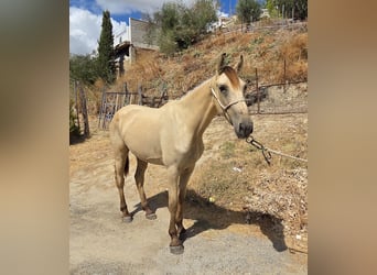 PRE Mix, Stute, 3 Jahre, 153 cm, Buckskin
