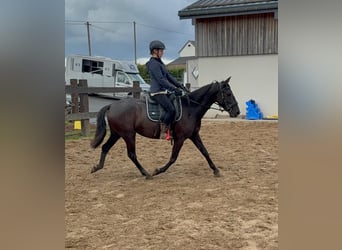 PRE Mix, Stute, 3 Jahre, 153 cm, Rappe