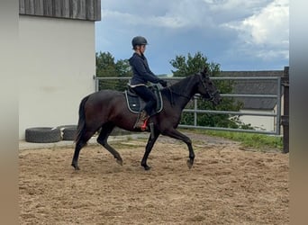 PRE Mix, Stute, 3 Jahre, 153 cm, Rappe