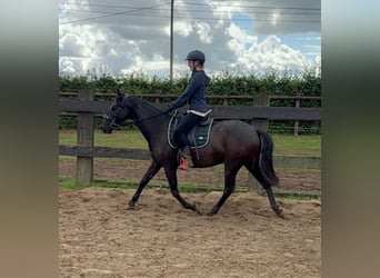 PRE Mix, Stute, 3 Jahre, 153 cm, Rappe
