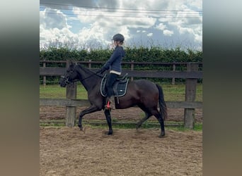 PRE Mix, Stute, 3 Jahre, 153 cm, Rappe