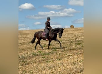 PRE Mix, Stute, 3 Jahre, 153 cm, Rappe