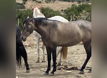 PRE Mix, Stute, 3 Jahre, 153 cm, Schimmel