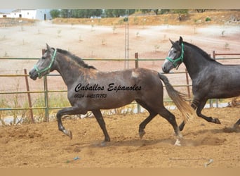 PRE Mix, Stute, 3 Jahre, 154 cm, Apfelschimmel