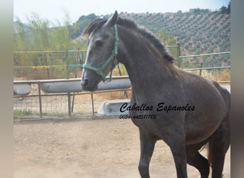 PRE Mix, Stute, 3 Jahre, 154 cm, Apfelschimmel