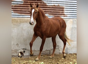 PRE, Stute, 3 Jahre, 154 cm, Fuchs