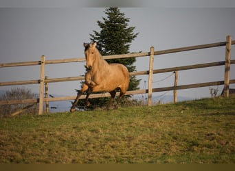 PRE Mix, Stute, 3 Jahre, 155 cm, Buckskin