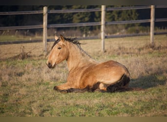 PRE Mix, Stute, 3 Jahre, 155 cm, Buckskin