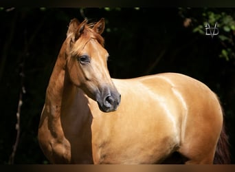 PRE Mix, Stute, 3 Jahre, 155 cm, Fuchs