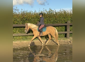 PRE Mix, Stute, 3 Jahre, 155 cm, Palomino