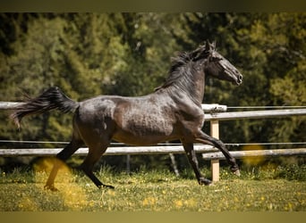 PRE Mix, Stute, 3 Jahre, 155 cm, Rappe