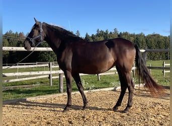 PRE, Stute, 3 Jahre, 155 cm, Rappe