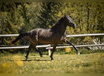 PRE Mix, Stute, 3 Jahre, 155 cm, Rappe