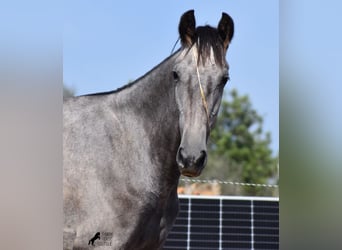 PRE, Stute, 3 Jahre, 155 cm, Schimmel