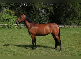 PRE, Stute, 3 Jahre, 156 cm, Brauner