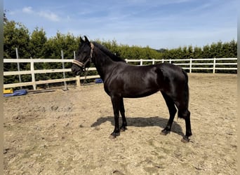PRE, Stute, 3 Jahre, 156 cm, Rappe
