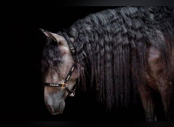 PRE Mix, Stute, 3 Jahre, 156 cm, Rappschimmel