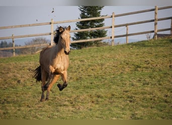 PRE Mix, Stute, 3 Jahre, 157 cm, Buckskin
