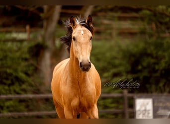 PRE Mix, Stute, 3 Jahre, 157 cm, Buckskin