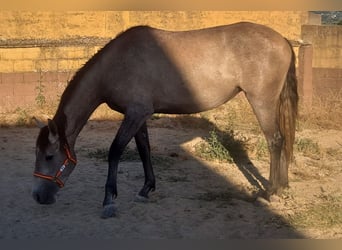 PRE Mix, Stute, 3 Jahre, 157 cm, Rotschimmel