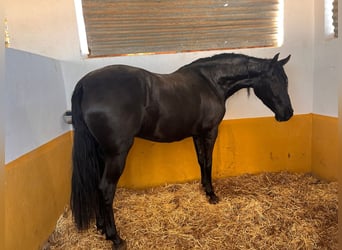 PRE, Stute, 3 Jahre, 158 cm